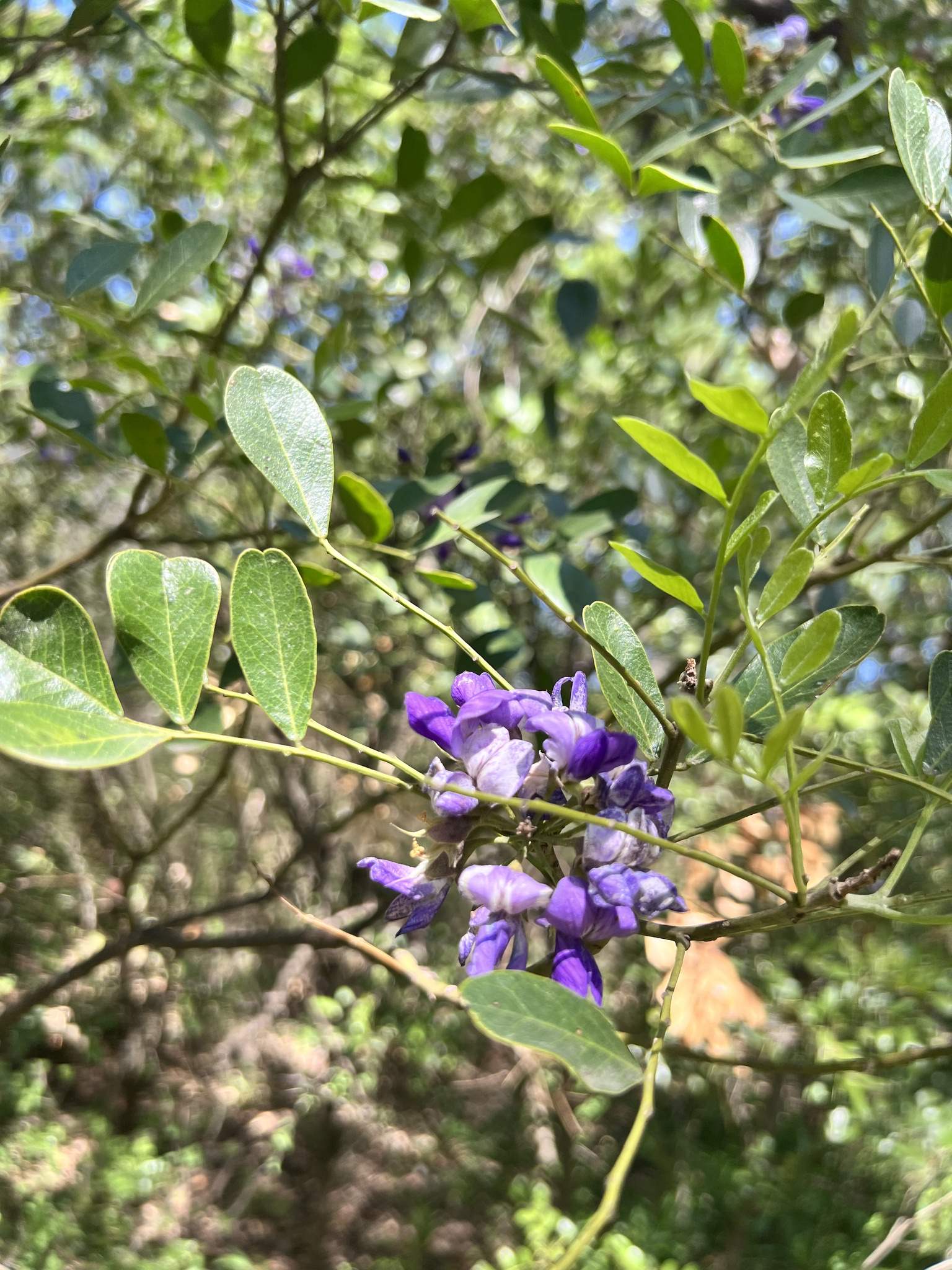 Sophora secundiflora